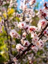 Plum blossums flowering under the sunshine in Tokyo, Japan Royalty Free Stock Photo