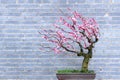 Plum bonsai Royalty Free Stock Photo