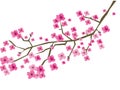 Plum branch in blossom