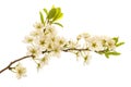 Plum branch with flowers Royalty Free Stock Photo