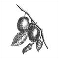 Plum branch with fruit, print, imprint, stamp, hand drawing in pencil, engraving style, isolated, white background.
