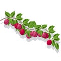 Plum branch with leaves and ripe bright purple and blue fruits, vector illustration