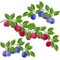 Plum branch with leaves and ripe bright purple and blue fruits, vector illustration