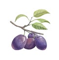 PLUM ON A BRANCH WITH LEAVES, WATERCOLOR ILLUSTRATION.