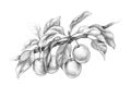 Plum Branch Pencil Drawing