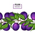 Plum branch seamless border. Hand drawn isolated fruit.