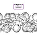 Plum branch seamless vintage border. Hand drawn isolated fruit. Royalty Free Stock Photo