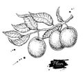 Plum branch vector drawing. Hand drawn isolated fruit. Summer fo Royalty Free Stock Photo