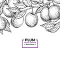 Plum branch vintage border. Hand drawn isolated fruit frame. Su Royalty Free Stock Photo