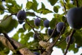 Plum branch on which they have ripe plums and leaves