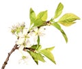 Plum branch with white flowers Royalty Free Stock Photo