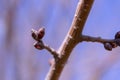 Plum branches with buds against a blue clear sky. Spring has come. The sun`s rays warm the trees Royalty Free Stock Photo