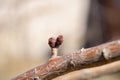 Plum branches with buds against a blue clear sky. Spring has come. The sun`s rays warm the trees Royalty Free Stock Photo