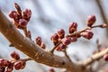 Plum branches with buds against a blue clear sky. Spring has come. The sun`s rays warm the trees Royalty Free Stock Photo