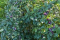 Plum branches with ripe fruits hangind down in morning light