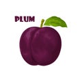 Plum. Dark purple plum. Fresh sweet plum. Ripe juicy plum berry. Vegetarian organic product. Vector illustration Royalty Free Stock Photo