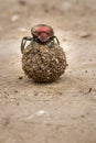 Plum Dung Beetle Anachalcos convexus sitting on a dung ball, Kruger National Park Royalty Free Stock Photo