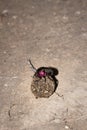 Plum Dung Beetle Anachalcos convexus sitting on a dung ball, Kruger National Park Royalty Free Stock Photo