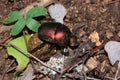 Plum Dung Beetle Anachalcos convexus sitting on a dung ball, Kruger National Park Royalty Free Stock Photo