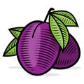 Plum engraving color illusrtration