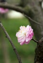 Plum flower