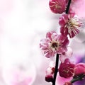 Plum flower