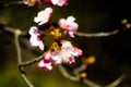 Plum Flower