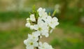 Plum flower blossom spring growing Prunus domestica tree orchard homegrown, wind in branches and leaves bloom garden Royalty Free Stock Photo