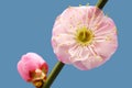 Plum flower