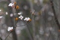 plum flower bossom in spring Royalty Free Stock Photo