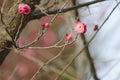 Plum flower and bulb coming out in the early spring Royalty Free Stock Photo