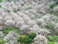 Plum flower garden, Moc Chau District Forest, plant.