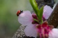 Plum flower and the ladybeetle Royalty Free Stock Photo