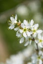 plum flower, spring blossom Royalty Free Stock Photo