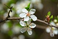 Plum flower in spring