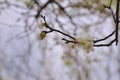 Plum flower Royalty Free Stock Photo