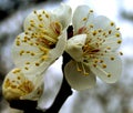 Plum flowers