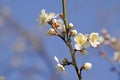 Plum flowers