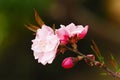 Plum flowers