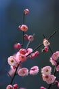 Plum flowers