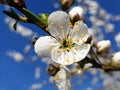 Plum flowers against the blue sky Royalty Free Stock Photo