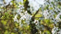 Plum flowers as background