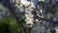 Plum Flowers & bees, spring time in north Italy Royalty Free Stock Photo