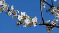 Plum Flowers & Bees, spring time in north Italy Royalty Free Stock Photo