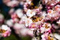 Plum Flowers