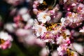 Plum Flowers Mid-Bloom