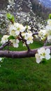 Plum flowers in spring, white plum blossoms