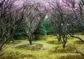 Plum forest