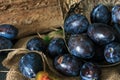 Plum. Fresh plum. Harvest. fresh blue plums on a dark table. Autumn harvest of plums. healthy eating concept. Food Photo Royalty Free Stock Photo