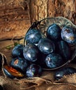 Plum. Fresh plum. Harvest. fresh blue plums on a dark table. Autumn harvest of plums. healthy eating concept. Food Photo Royalty Free Stock Photo